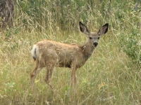 Mule Deer